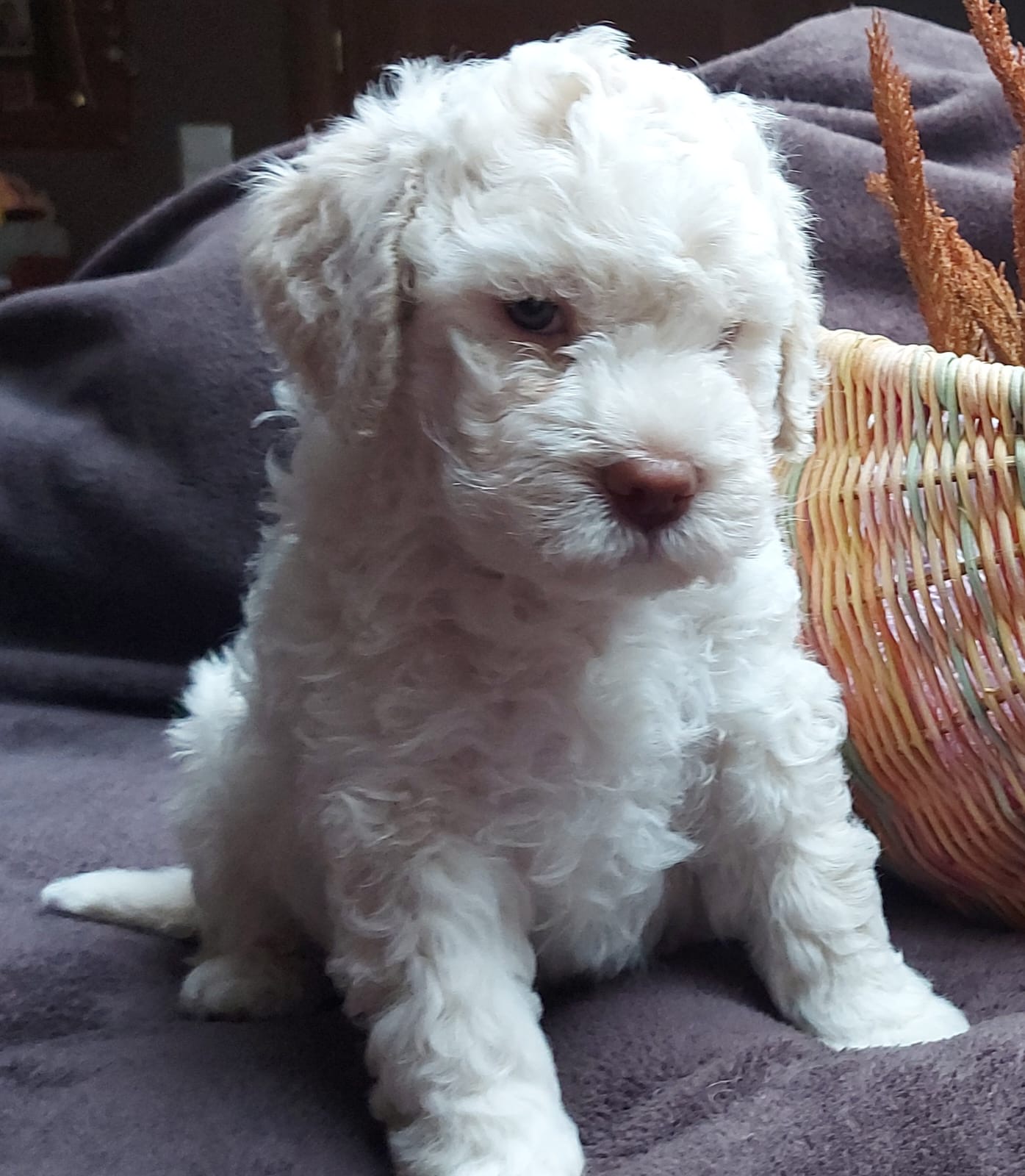 Bianco - ostatni wolny piesek